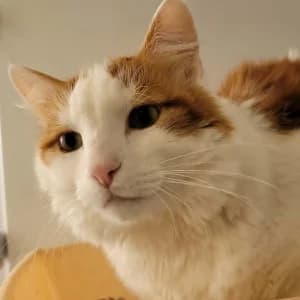 Simba, male 6yo Mixed Breed for adoption at SPA Lorraine Amance, Amance