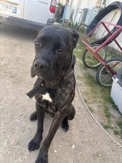 Arès, male puppy Cane Corso for adoption at SPA Lorraine Amance, Amance