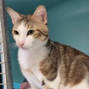 Simba, male young Mixed Breed for adoption at SPA Lorraine Amance, Amance