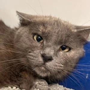 Lady, female mixed breed for adoption at SPA Lorraine Amance, Amance