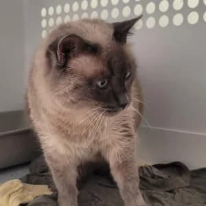 Blanche, female senior Mixed Breed for adoption at SPA Lorraine Amance, Amance