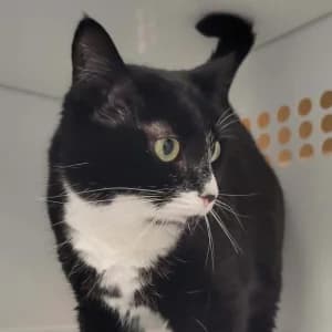 Laya, female young Mixed Breed for adoption at SPA Lorraine Amance, Amance