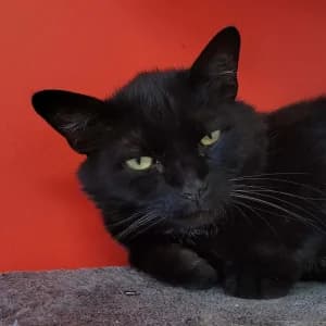 Mikado, male senior Mixed Breed for adoption at SPA Lorraine Amance, Amance
