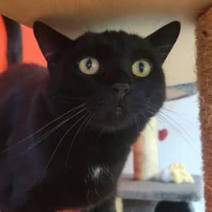 Mikado, male senior Mixed Breed for adoption at SPA Lorraine Amance, Amance