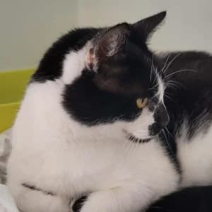 Romeo, female senior Mixed Breed for adoption at SPA Lorraine Amance, Amance