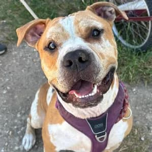 Moka, male young mixed breed for adoption at SPA Lorraine Amance, Amance
