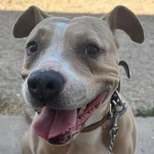 Roomie, female 6yo mixed breed for adoption at SPA Lorraine Amance, Amance