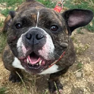 Lil monster, female 5yo mixed breed for adoption at SPA Lorraine Amance, Amance