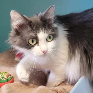 Nenette, female 5yo Mixed Breed for adoption at SPA Lorraine Amance, Amance