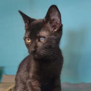 Zuko, male puppy Mixed Breed for adoption at SPA Lorraine Amance, Amance