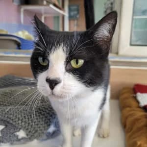 Vector, male 3yo European Shorthair for adoption at SPA Lorraine Amance, Amance