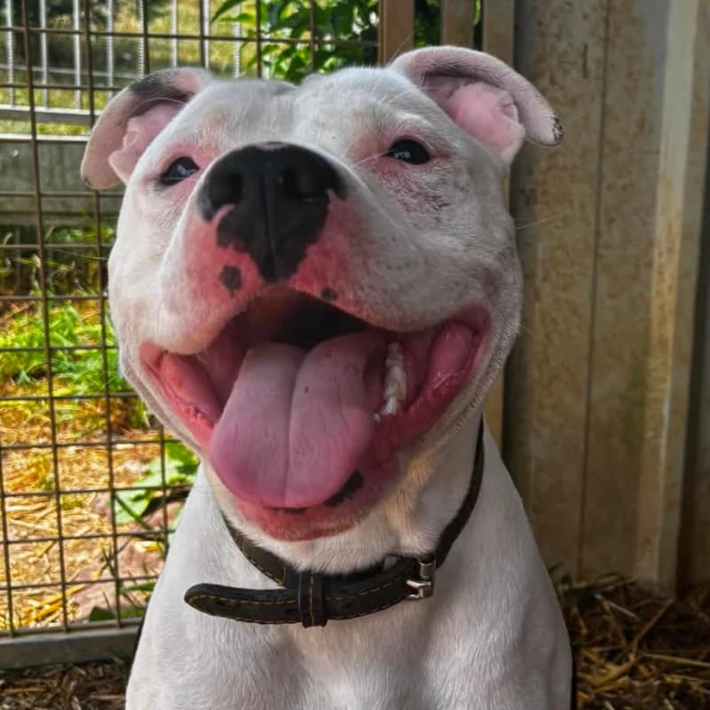 Kenai, male young Staffordshire Bull Terrier for adoption at SPA Lorraine Amance, Amance