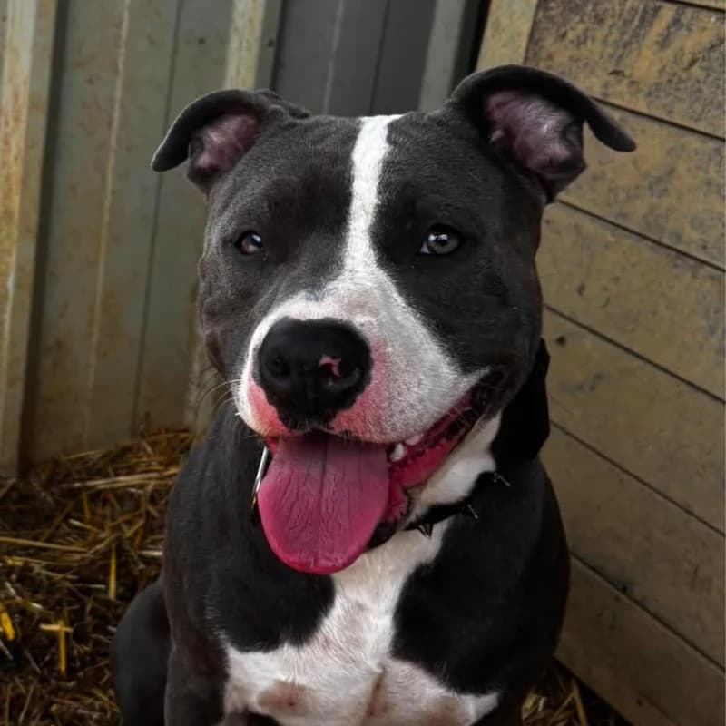 Koda, male young Staffordshire Bull Terrier for adoption at SPA Lorraine Amance, Amance