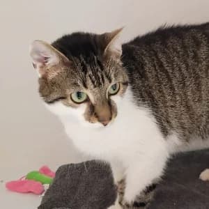 Moumousse, female senior Mixed Breed for adoption at SPA Lorraine Amance, Amance