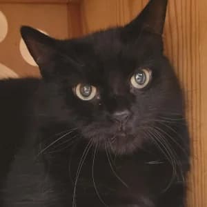 Saxo, male senior Mixed Breed for adoption at SPA Lorraine Amance, Amance