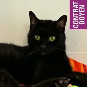 Léa – Doyenne, female senior Mixed Breed for adoption at SPA Lorraine Amance, Amance