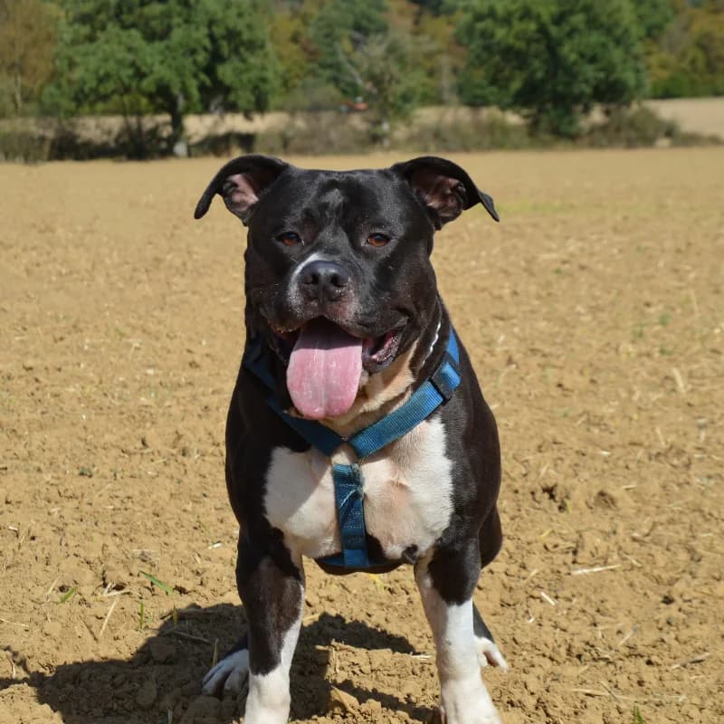 Radium, male 4yo mixed breed for adoption at SPA Lorraine Amance, Amance