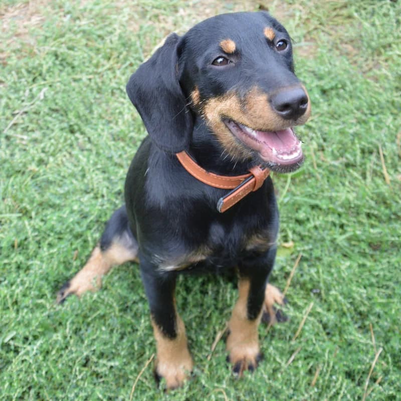 Bulma, female puppy mixed breed for adoption at SPA Lorraine Amance, Amance