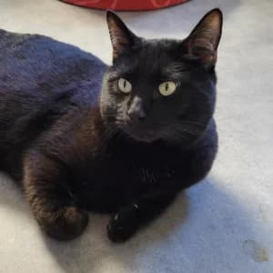 Simba, male 4yo European Shorthair for adoption at SPA Lorraine Amance, Amance