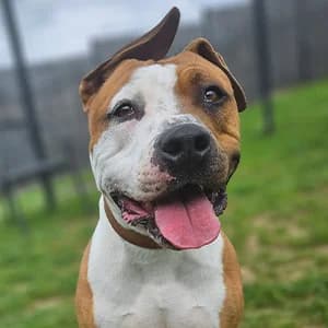 Ryder, male 5yo American Staffordshire Terrier for adoption at SPA Lorraine Amance, Amance