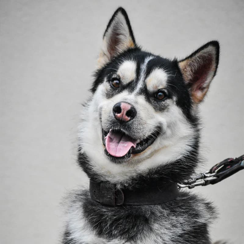Loubba, male 5yo Husky for adoption at SPA Lorraine Amance, Amance