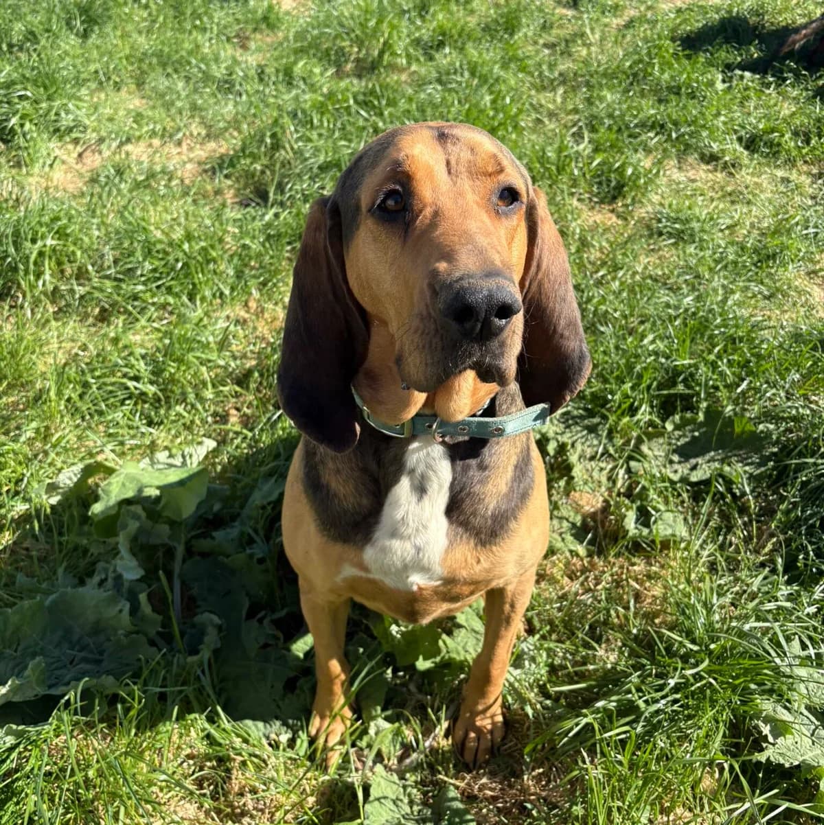 Soul, male 5yo mixed breed for adoption at SPA Lorraine Amance, Amance