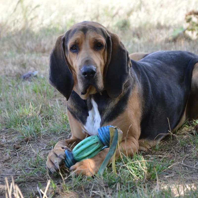 Soul, male 5yo mixed breed for adoption at SPA Lorraine Amance, Amance