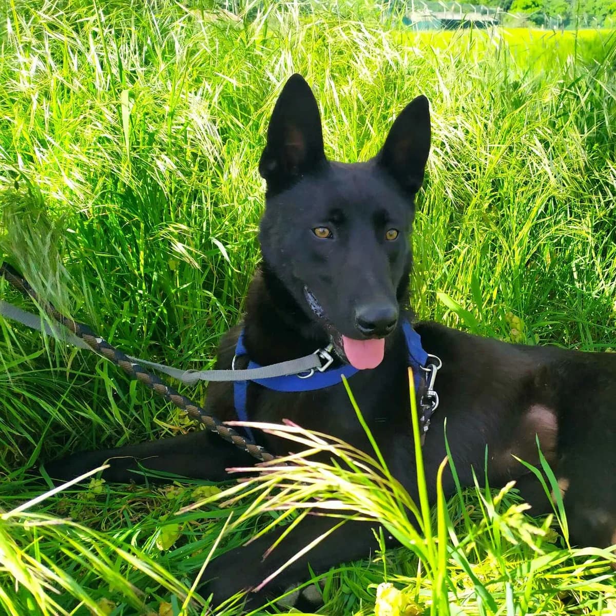 Argos, male young Mixed Breed for adoption at SPA Lorraine Amance, Amance