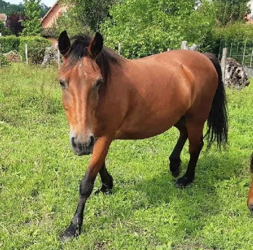 LANCELOT, senior mixed breed for adoption at SPA de Lyon et du Sud-Est