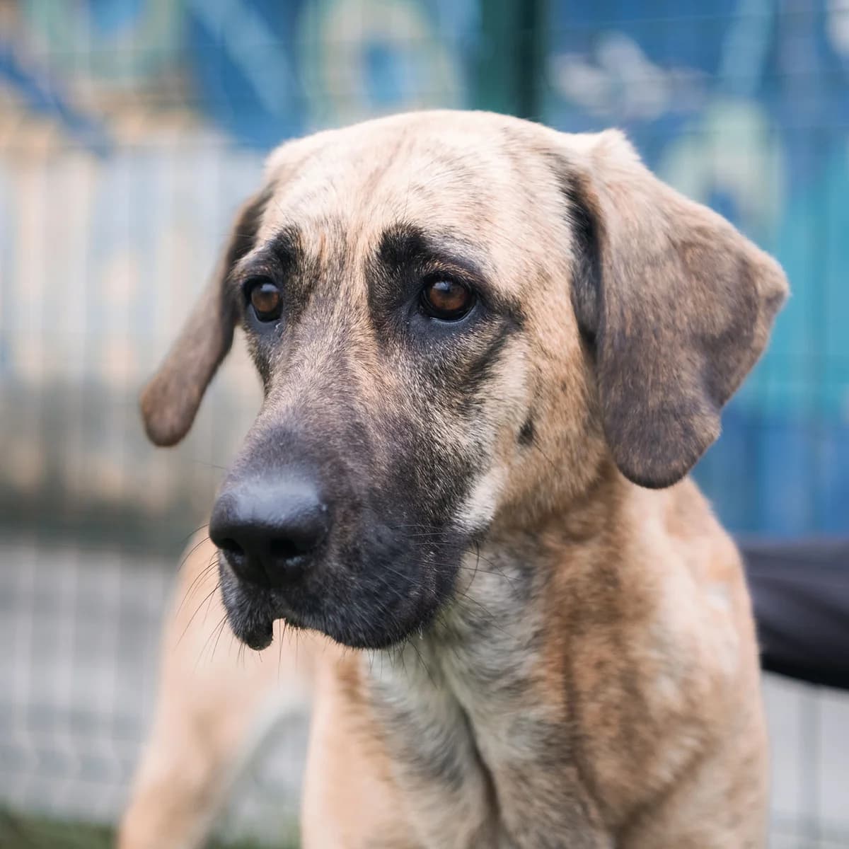 CHANNA, female 5yo mixed breed for adoption at SPA de Lyon et du Sud-Est