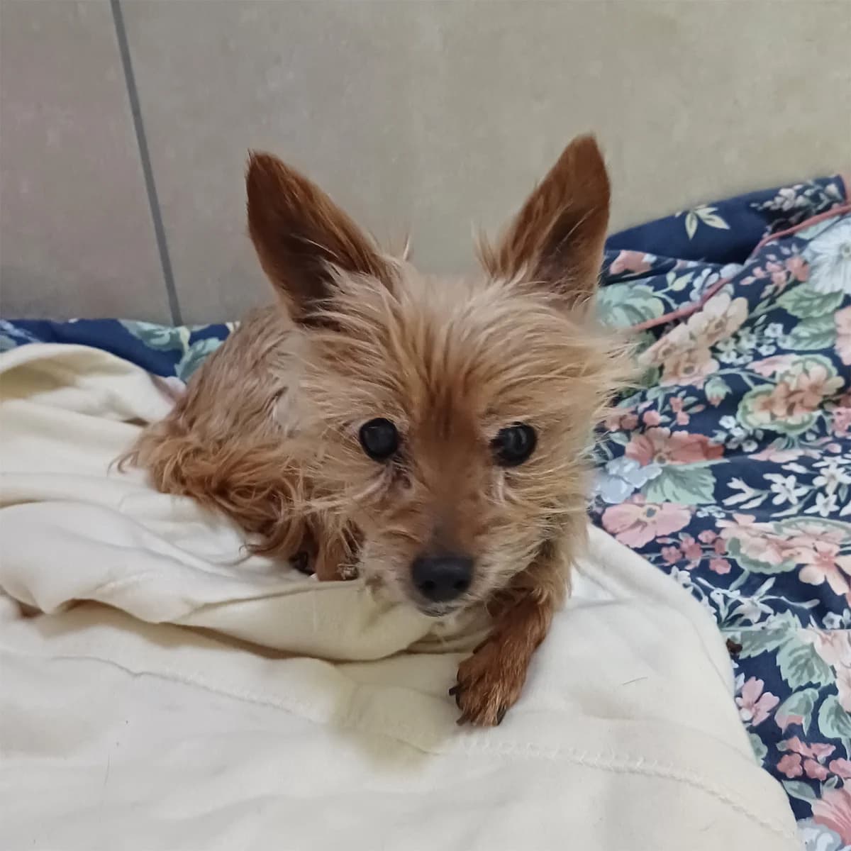 PRINCESSE, female senior Yorkshire Terrier for adoption at SPA de Lyon et du Sud-Est