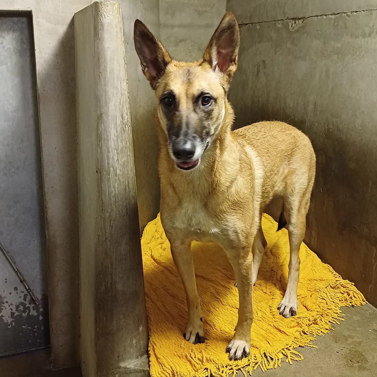 STEILLA, female Belgian Malinois for adoption at SPA de Lyon et du Sud-Est