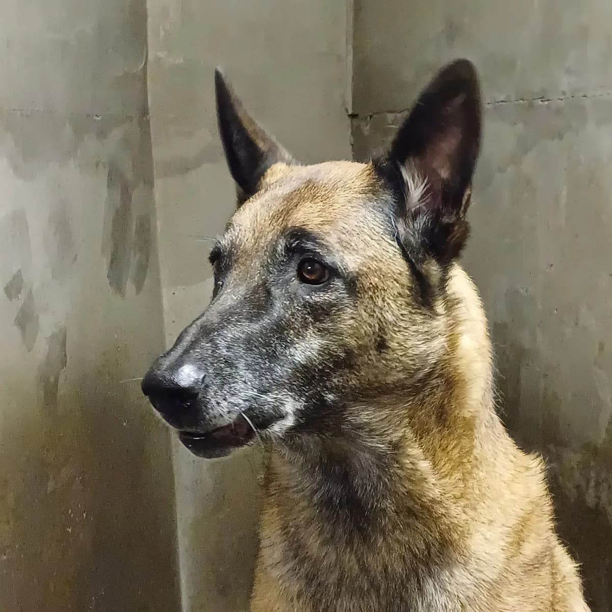 MALKO, senior Belgian Malinois for adoption at SPA de Lyon et du Sud-Est