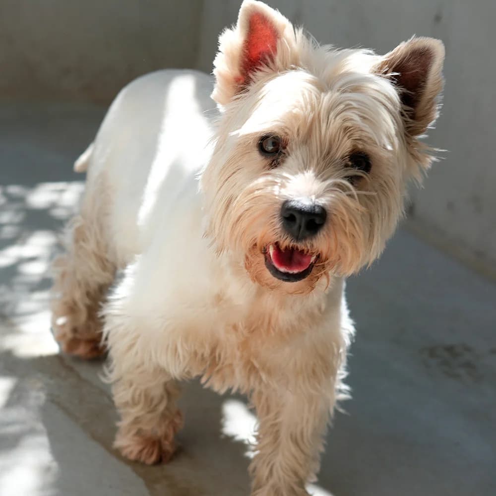 MAIA, female senior West Highland White Terrier for adoption at SPA de Lyon et du Sud-Est