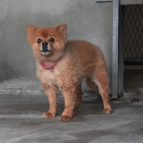 RUBY, female mixed breed for adoption at SPA de Lyon et du Sud-Est