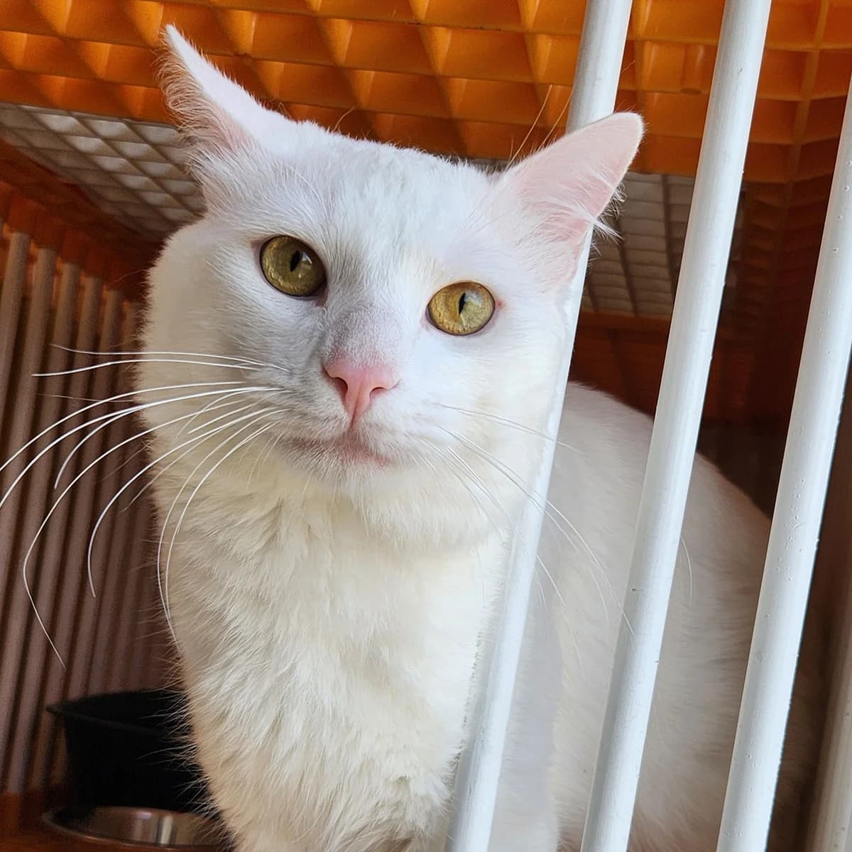 CRISTAL, mixed breed for adoption at SPA de Lyon et du Sud-Est