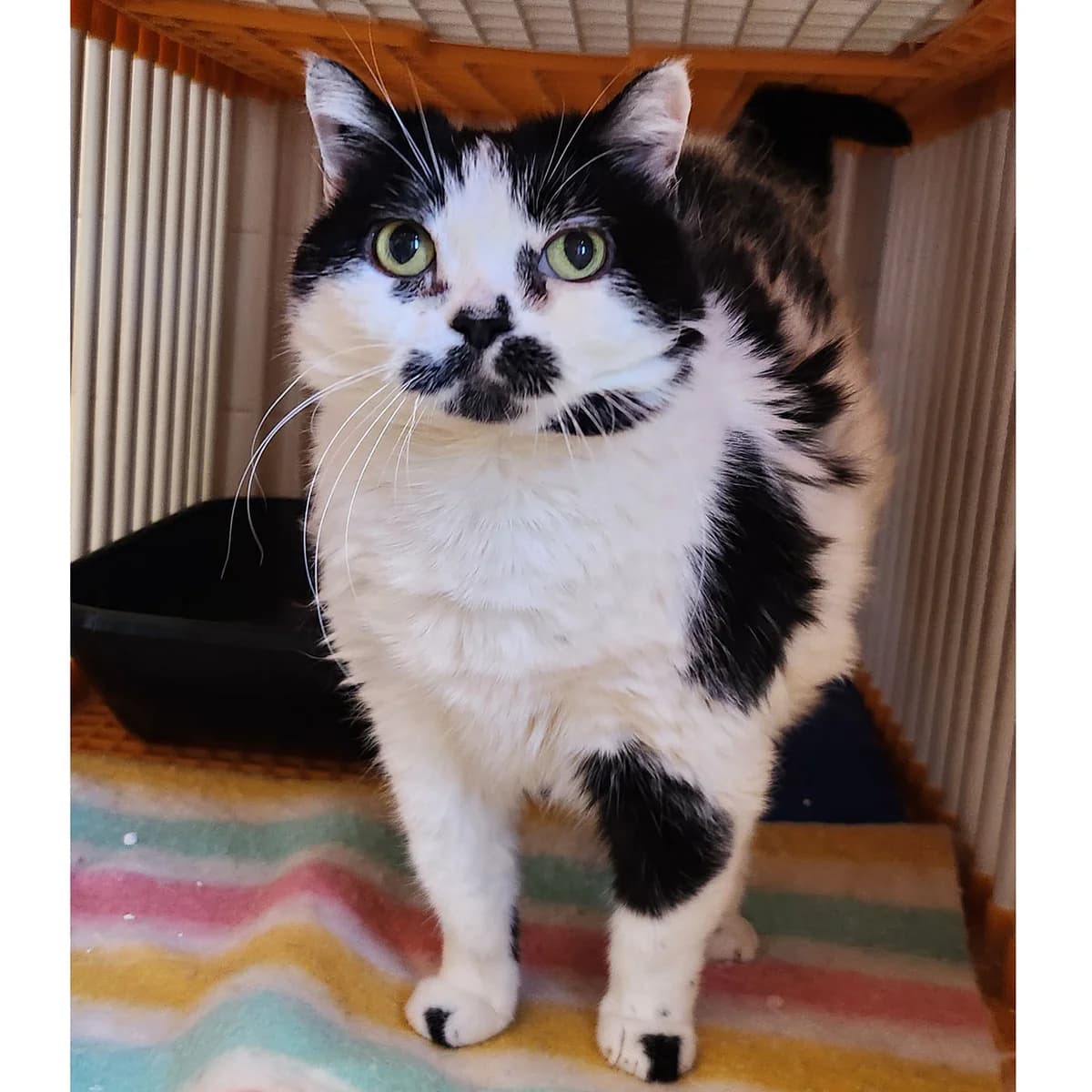 WESTERN, 7yo mixed breed for adoption at SPA de Lyon et du Sud-Est