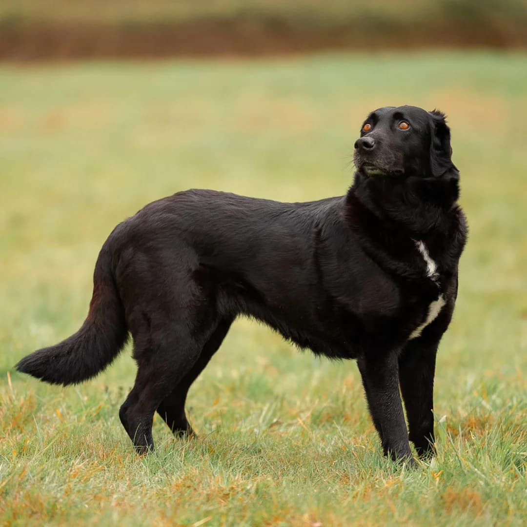 ROSA, BICOLORE - NOIR - BLANC female senior Labrador Retriever for adoption at SPA de Lyon et du Sud-Est