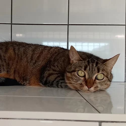 BOUBOULE, TIGRE female 5yo mixed breed for adoption at SPA de Lyon et du Sud-Est