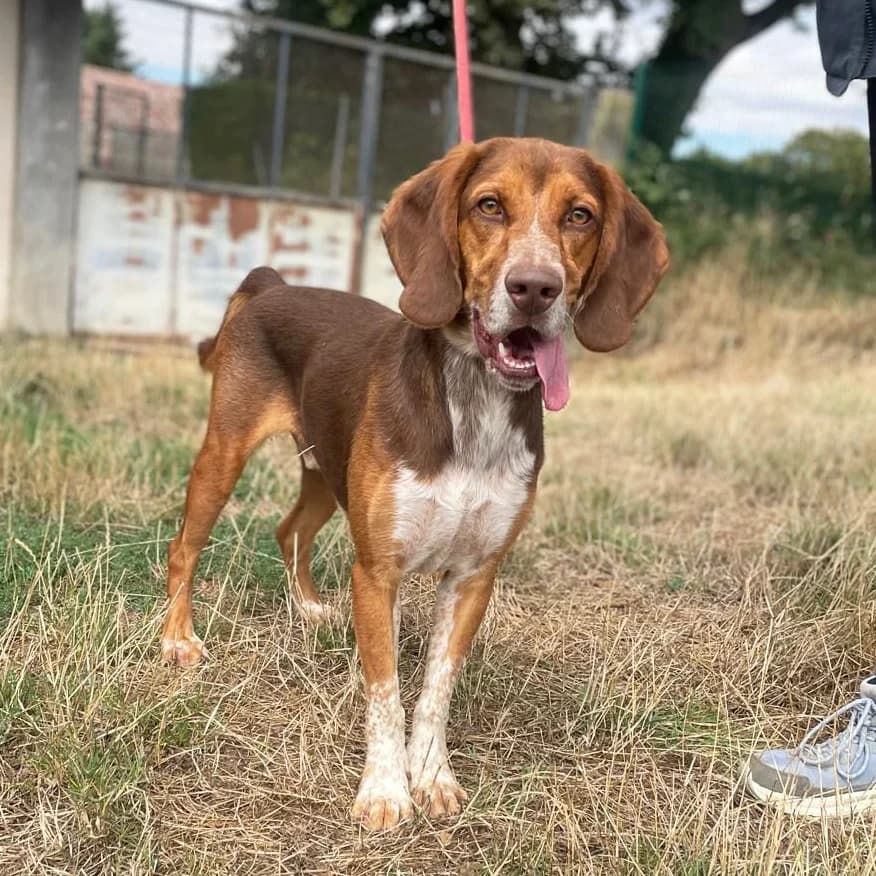 GOGO, TRICOLORE male 3yo mixed breed for adoption at SPA de Lyon et du Sud-Est