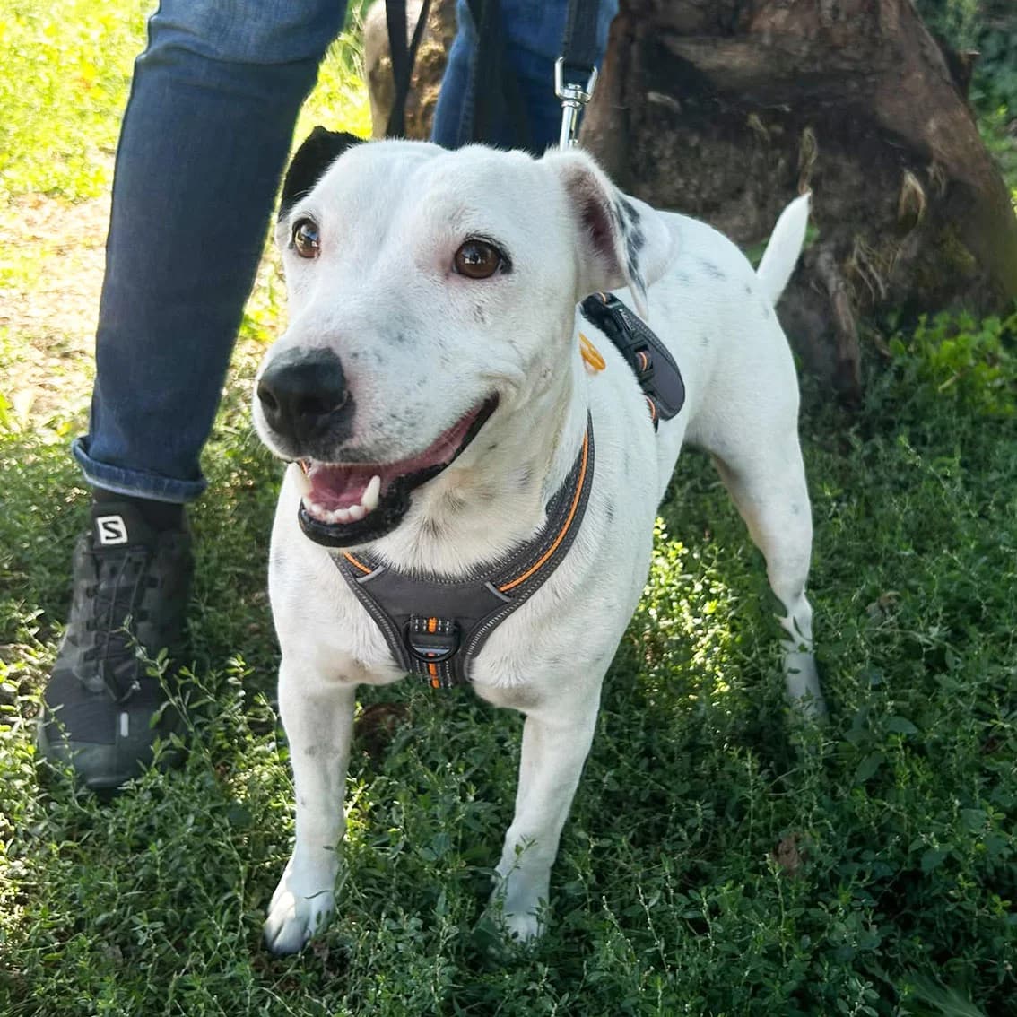 BELLE, BICOLORE - NOIR - BLANC female 3yo Jack Russell Terrier for adoption at SPA de Lyon et du Sud-Est