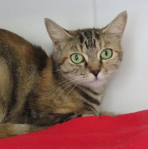 EPINETTE, TIGRE - ECAILLE DE TORTUE female puppy mixed breed for adoption at SPA de Lyon et du Sud-Est