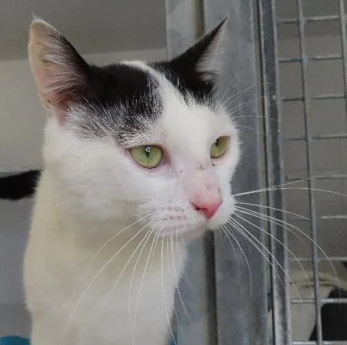DOMINO, BICOLORE - BLANC - NOIR male 3yo mixed breed for adoption at SPA de Lyon et du Sud-Est