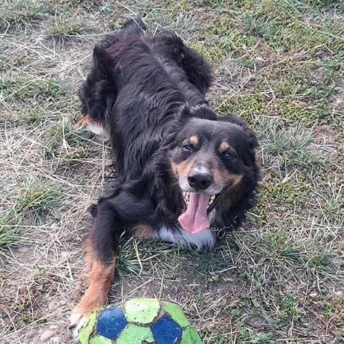BOUBIX, TRICOLORE male senior Bernese Mountain Dog for adoption at SPA de Lyon et du Sud-Est