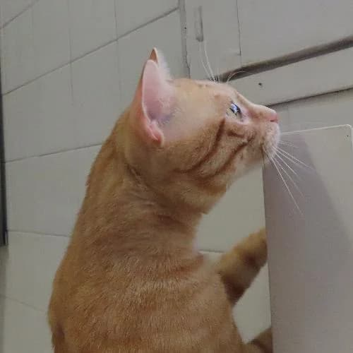 VIKING, TIGRE ROUX male 3yo mixed breed for adoption at SPA de Lyon et du Sud-Est