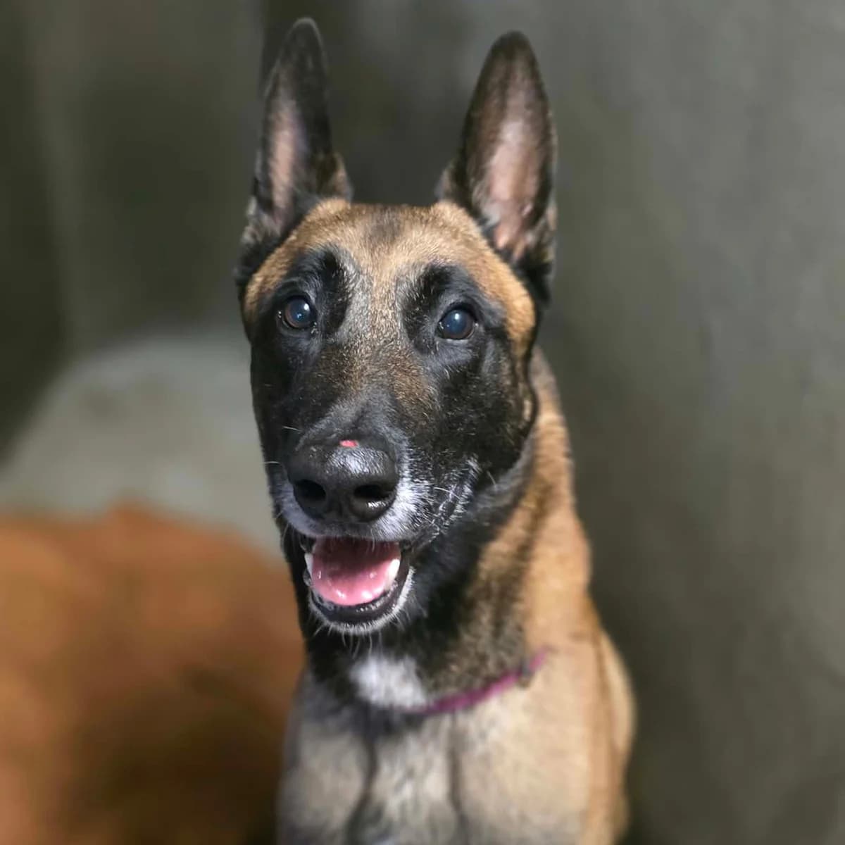 TYSON, FAUVE CHARBONNE male 4yo Belgian Malinois for adoption at SPA de Lyon et du Sud-Est