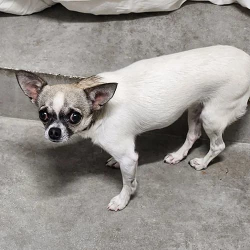 AGLAE, BICOLORE - BLANC - FAUVE CHARBONNE female young Chihuahua for adoption at SPA de Lyon et du Sud-Est