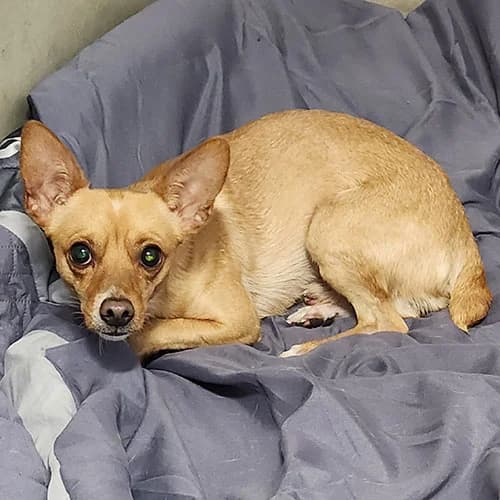 ELIOT, FAUVE male young Chihuahua for adoption at SPA de Lyon et du Sud-Est