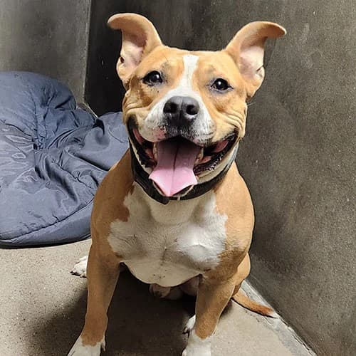 ZYON, BICOLORE - FAUVE - BLANC male 3yo American Staffordshire Terrier for adoption at SPA de Lyon et du Sud-Est
