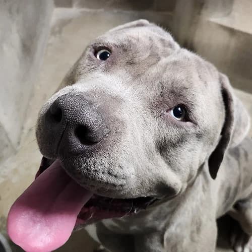 AKUMAH, BICOLORE - BLEU - MERLE male young American Bully for adoption at SPA de Lyon et du Sud-Est